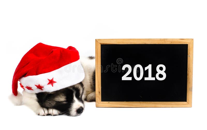 Cute sleeping puppy in a Christmas - Santa hat with 2018 blackboard. Isolated on a white background royalty free stock images Cute sleeping puppy in a Christmas - Santa hat with 2018 blackboard. Isolated on a white background royalty free stock images