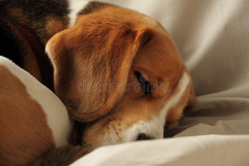 Cute puppy beagle dog sleeping. Cute puppy beagle dog sleeping