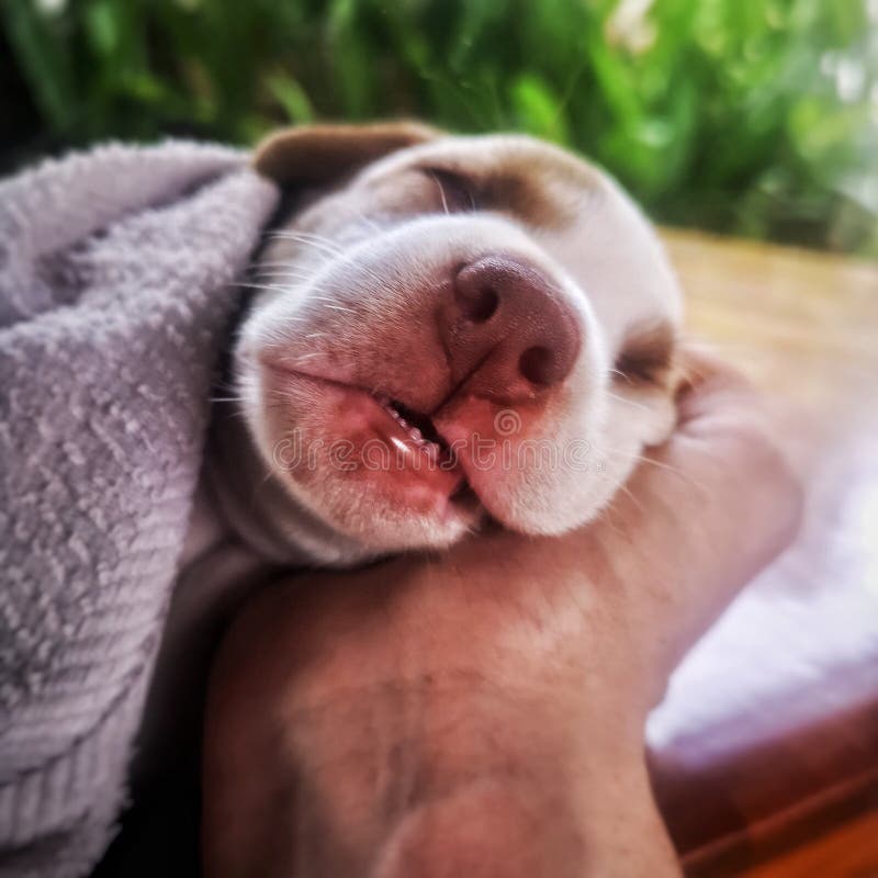 Cute sleeping Puppy stock image. Image of sleeping, depth 153840895
