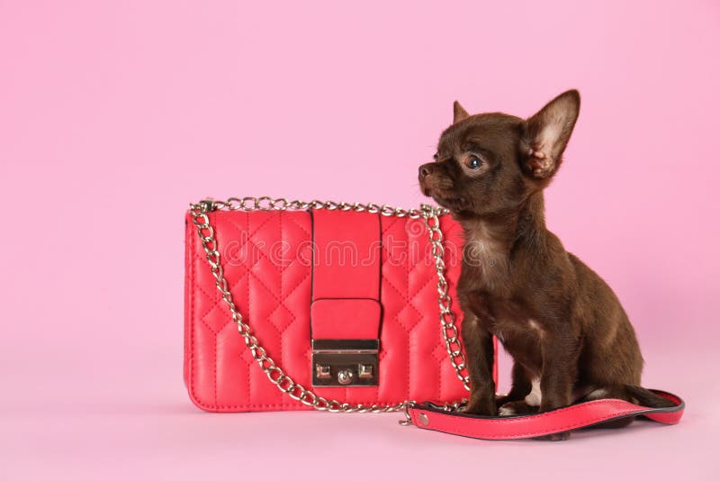 80+ Chihuahua In Handbag Stock Photos, Pictures & Royalty-Free Images -  iStock