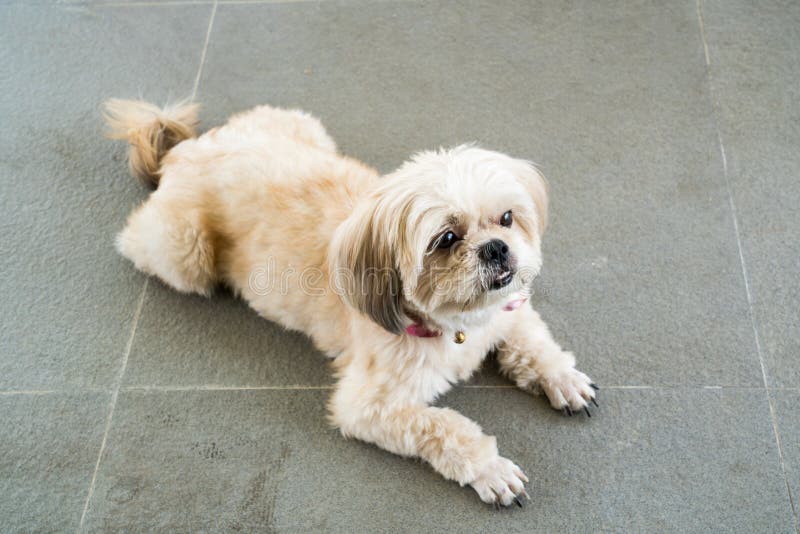 Cute Small Dog Lying on the Floor Stock Image Image of baby