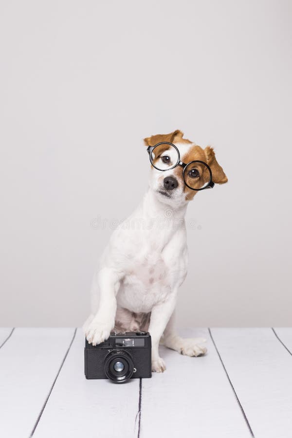 Cute small dog sitting on the white floor and wearing glasses. Looking intelligent and curious. Vintage camera besides him. Pets