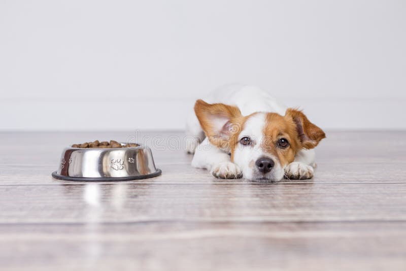 Cute Small dog som väntar pÃ¥ mat eller middag.. Han ligger pÃ¥ golvet och tittar pÃ¥ kameran.. vit bakgrund och arkivbilder Cute Small dog som väntar pÃ¥ mat eller middag.. Han ligger pÃ¥ golvet och tittar pÃ¥ kameran.. vit bakgrund och arkivbilder