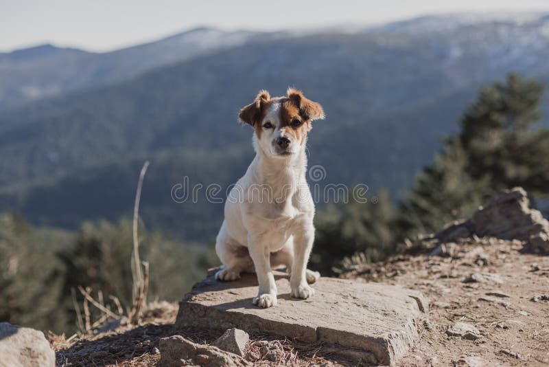 11 498 Dog Snow Mountain Photos Free Royalty Free Stock Photos From Dreamstime 11 498 Dog Snow Mountain Photos Free Royalty Free Stock Photos From Dreamstime
