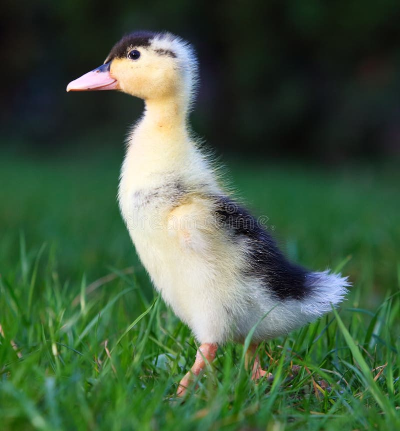 Cute Small Fluffy Duckling Outdoor. Yellow Baby Duck Bird on Spring Green  Grass Discovers Life Stock Image - Image of cute, grass: 218901723