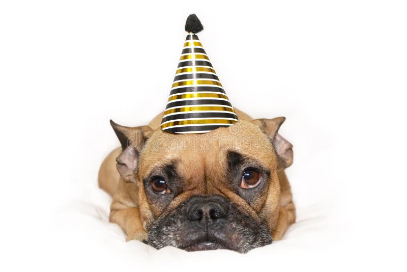 Cute small French Bulldog dog with gold and black new year party hat on head lying on white background royalty free stock image Cute small French Bulldog dog with gold and black new year party hat on head lying on white background royalty free stock image