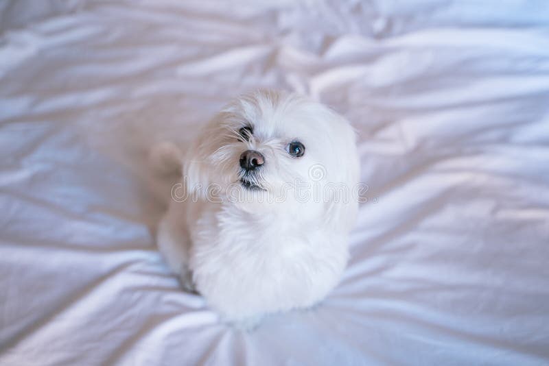 Cute Small Maltese Dog Sitting on Bed Looking at the Camera Stock Photo