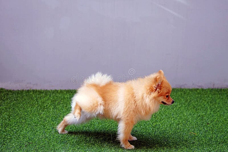 Cute small Pomeranian dog peeing in the park ,dog is urinating