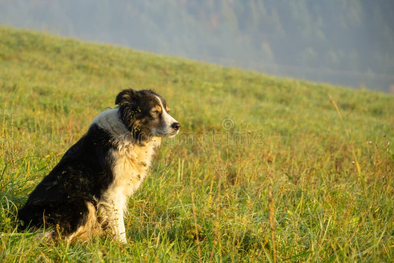 Cute small shepherd dog in the grass on meadow during sunrise.