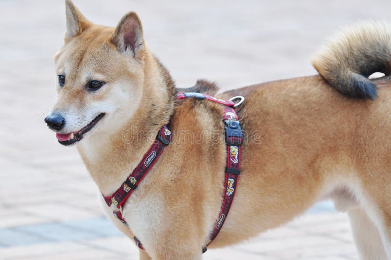 Cute and Smart dog stock image Cute and Smart dog stock image