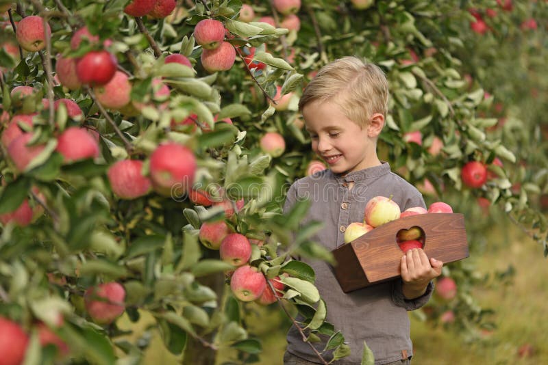 A cute, smiling boy is picking apples in an apple orchard and holding an apple. royalty free stock photography A cute, smiling boy is picking apples in an apple orchard and holding an apple. royalty free stock photography