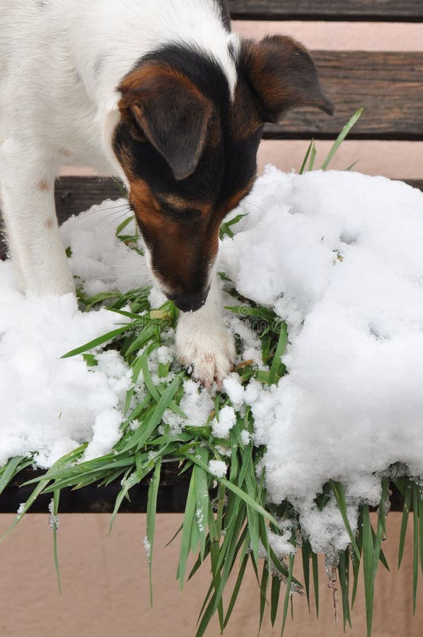 Dog eating grass stock image. Image of feasting, black 112707393