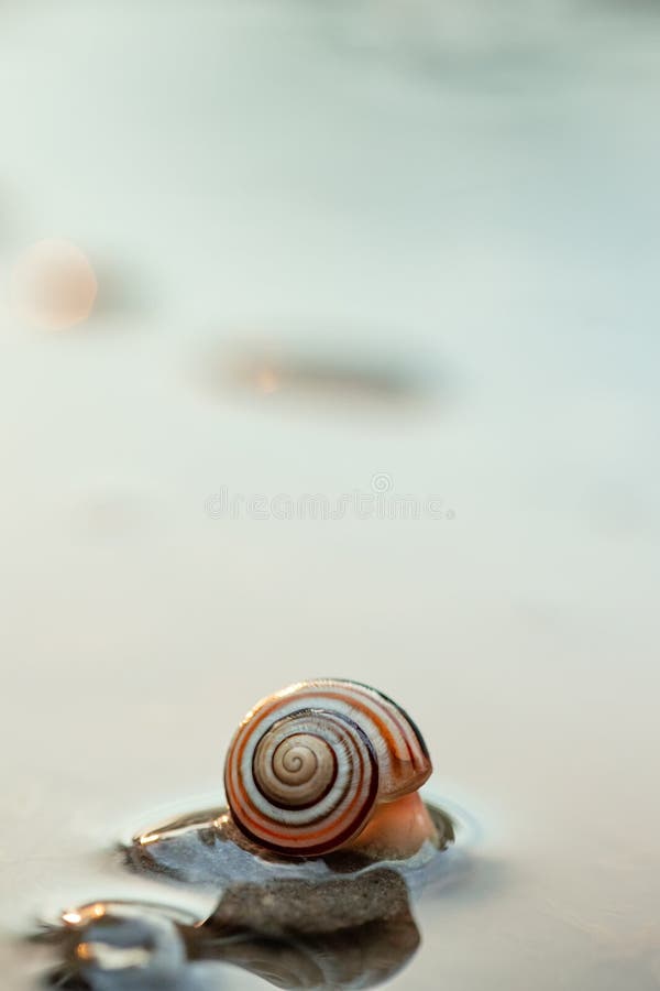 Cute Snails Reflection in the Water. Shell Macro, Closeup Image Stock