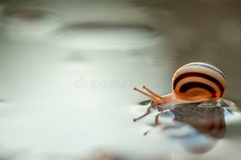 Cute Snails Reflection in the Water. Shell Macro, Closeup Image Stock