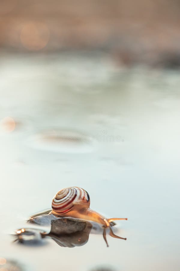Cute Snails Reflection in the Water. Shell Macro, Closeup Image Stock