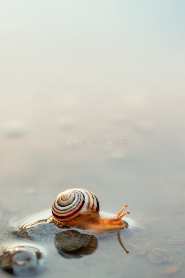 Cute Snails Reflection in the Water. Shell Macro, Closeup Image Stock