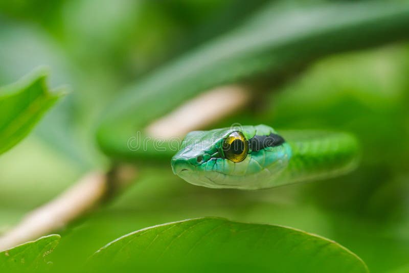 Cute Snake