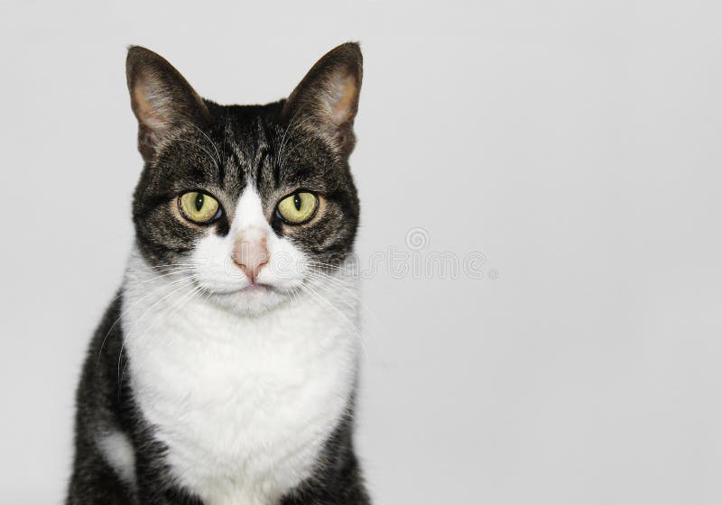 Download Cute But Sober Cat Portrait Isolated Stock Photo - Image of white, chest: 87595420