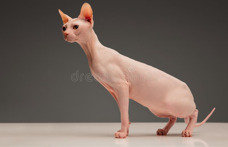 Cat Isolated Skinny Photos Free Royalty Free Stock Photos From Dreamstime