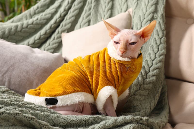 Sphynx Wearing A Sweater Stock Photo - Download Image Now - Domestic Cat,  Sweater, 2015 - iStock