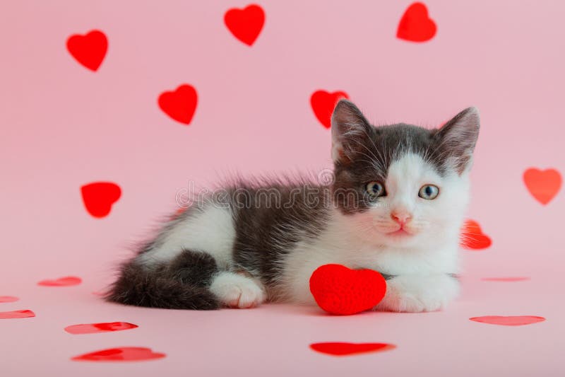 Cute Spotted black white kitten Holds in paw hug plush red heart as symbol of love, present gift Valentine&x27;s Day