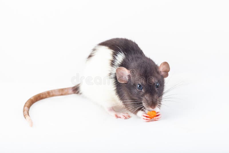 Cute Spotted Rat, Pet Eats a Sunflower Seed Sitting on the Hands of a