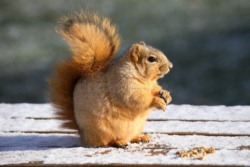 Cute Squirrel Eating