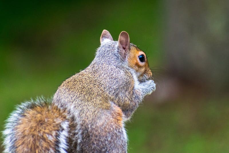 Grey Squirrel Eating Corn stock image. Image of pause 1748901