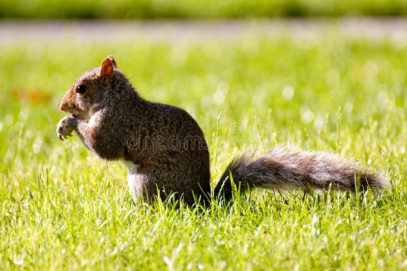 Cute Squirrel Eating in the Grass Stock Photo Image of feeding, green