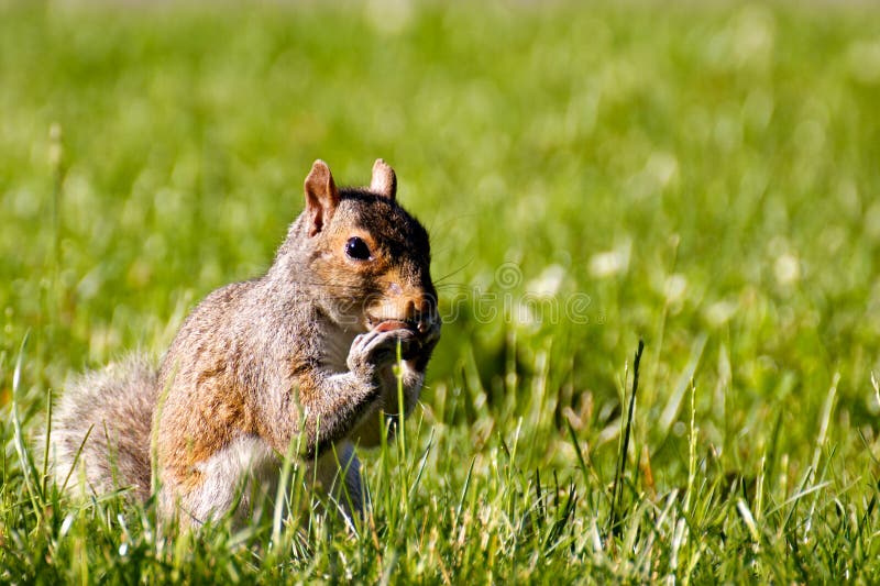 Cute Squirrel Eating in the Grass Stock Photo Image of feeding, green