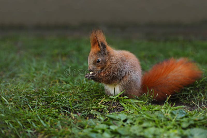 Cute Squirrel Eating on Green Grass in Zoo. Space for Text Stock Photo
