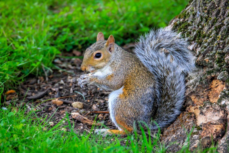 Cute Squirrel Eating Nuts In The Park. Stock Image - Image of garden ...