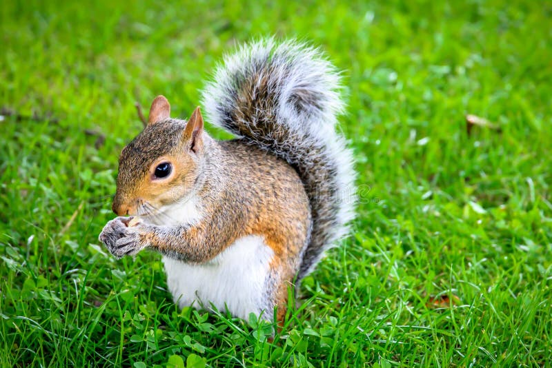 Cute Squirrel Eating Nuts in the Park. Stock Photo - Image of beautiful ...