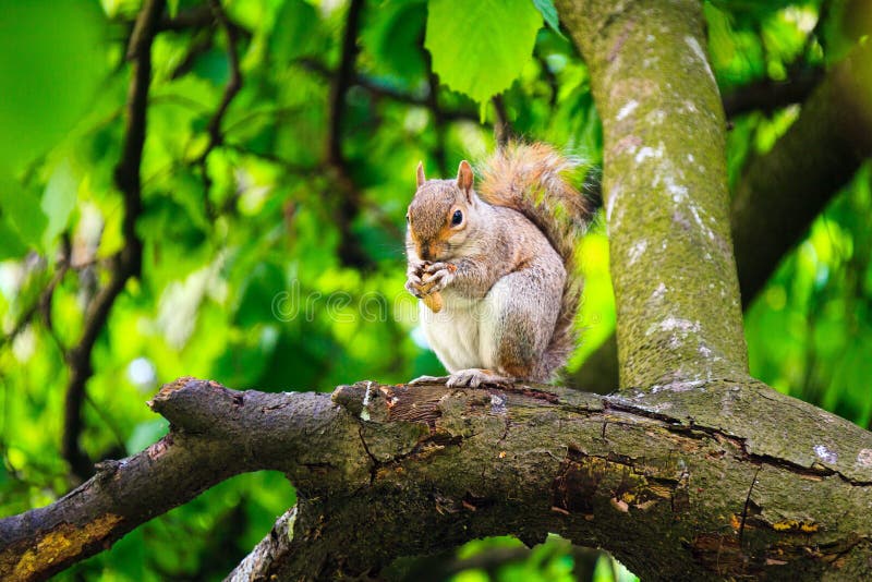 Cute squirrel eating on the tree, London