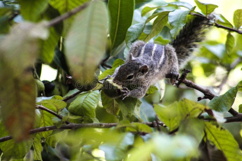 Cute Squirrel Eats an Avocado Stock Photo Image of shrub, leaf 247247580