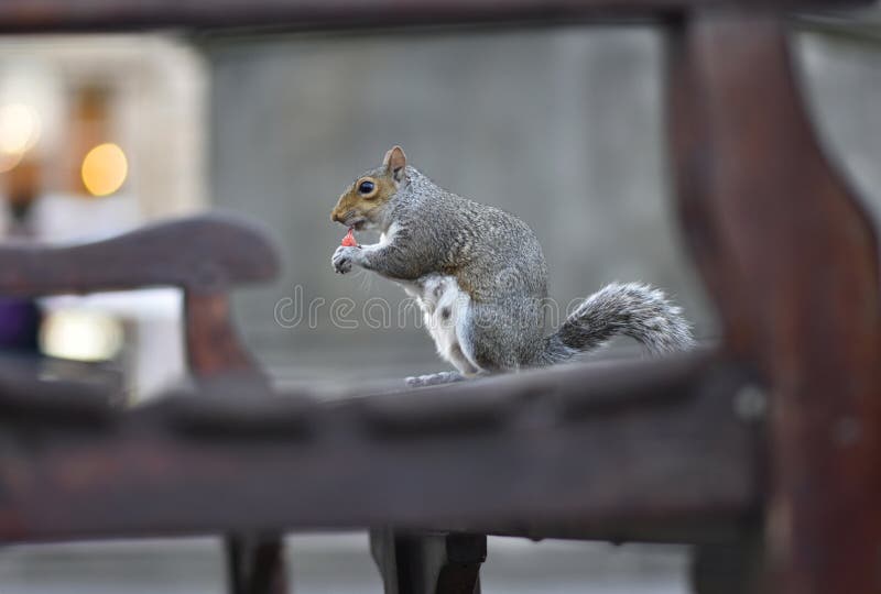 Cute squirrel eats in the park. stock images