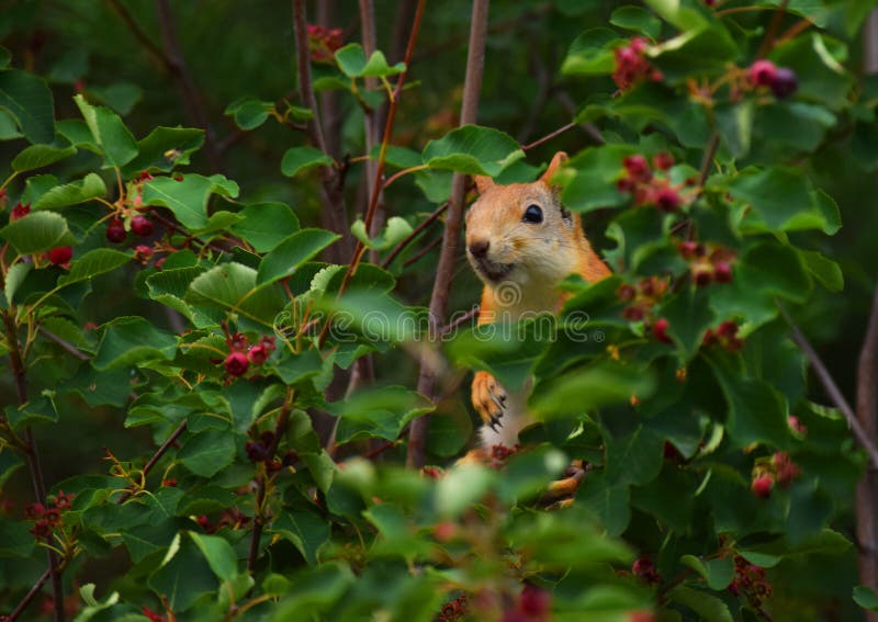 Cute squirrel eats berries on a tree in the forest royalty free stock photography