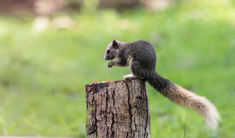 Cute squirrel eats nuts in the forest. royalty free stock images