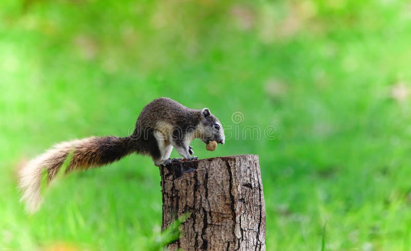 Cute squirrel eats nuts in the forest. stock photo