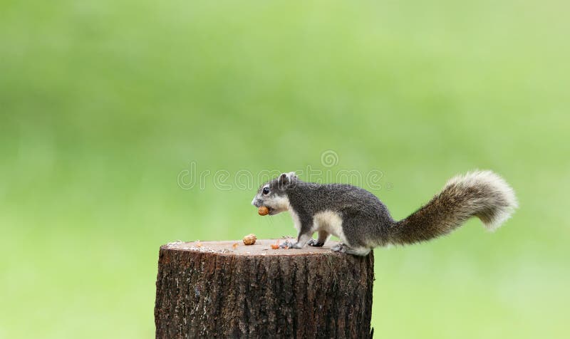 Cute squirrel eats nuts in the forest. royalty free stock image