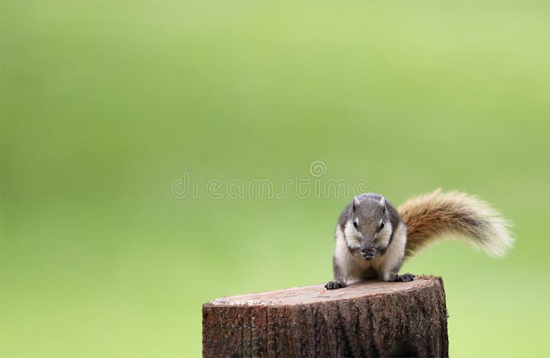 Cute squirrel eats nuts in the forest. stock photos