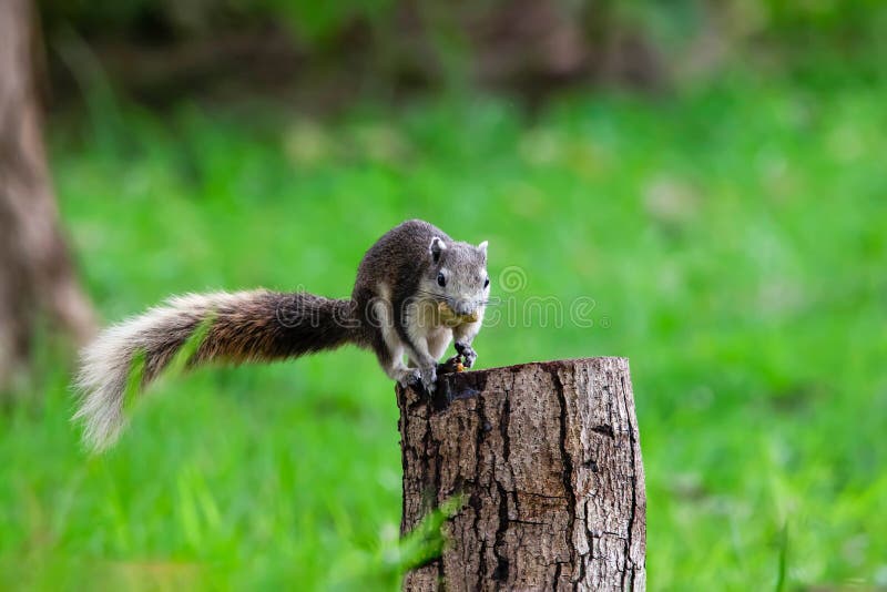 Cute squirrel eats nuts in the forest. stock photo