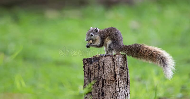 Cute squirrel eats nuts in the forest. royalty free stock photo