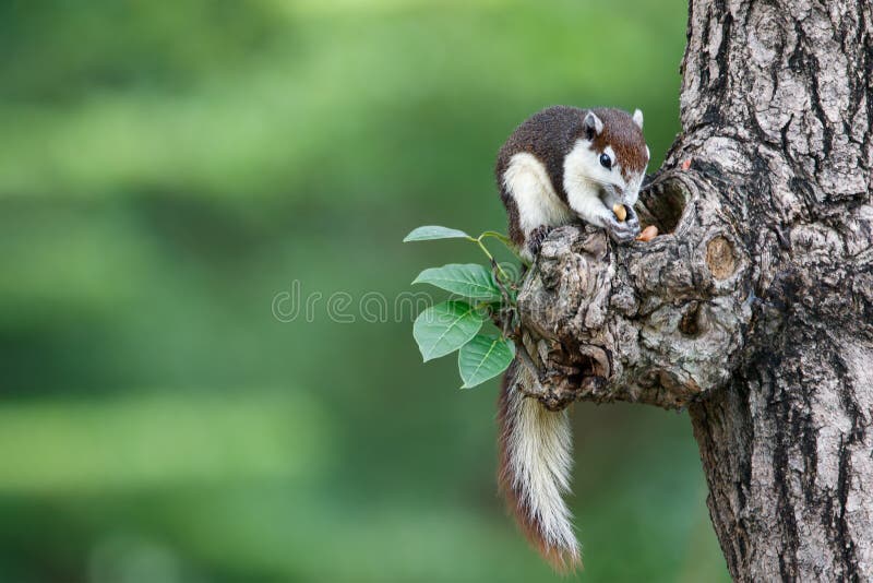 Cute squirrel eats nuts in the forest. royalty free stock images