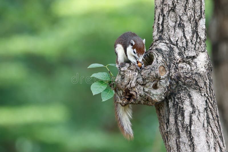 Cute squirrel eats nuts in the forest. royalty free stock photography