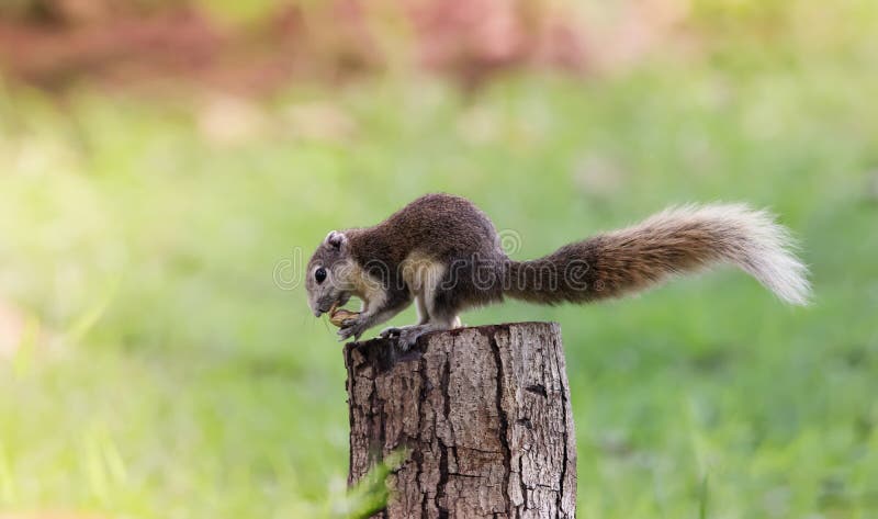 Cute squirrel eats nuts in the forest. royalty free stock images