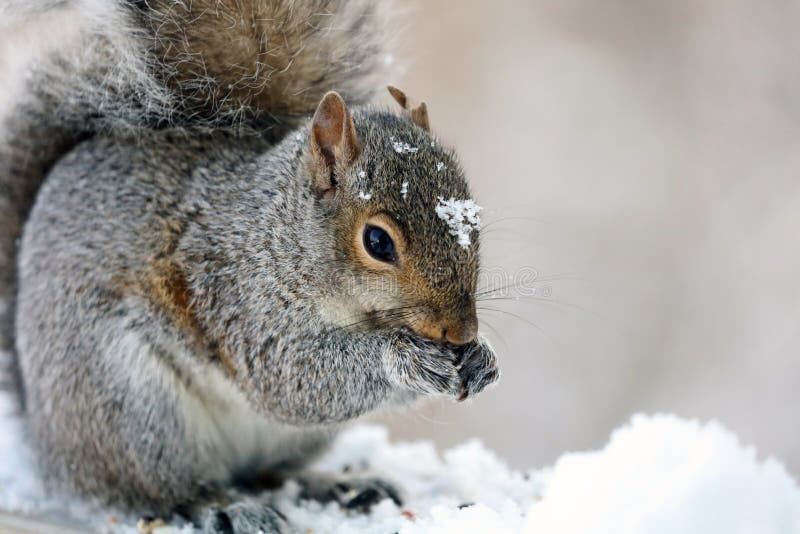 Simpatico Scoiattolo cerca sulla recinzione di legno in primavera, nel Michigan.