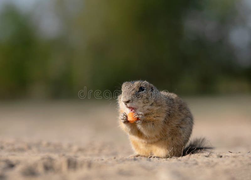 Carrot Feeding by Small Cute Squirrel Stock Image - Image of fast, animals:  147986109