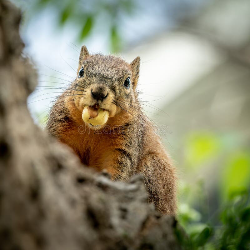 Collection 90+ Images squirrel with nuts in its mouth Excellent
