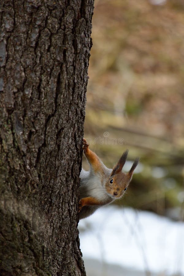 Cute squirrel peaking behind a tree